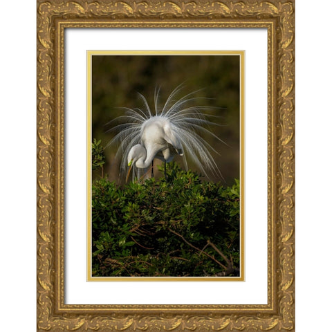Great egret in courtship display in full breeding plumage-Venice rookery-Venice-Florida Gold Ornate Wood Framed Art Print with Double Matting by Jones, Adam