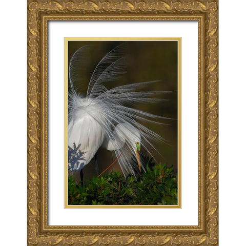 Great egret in courtship display in full breeding plumage-Venice rookery-Venice-Florida Gold Ornate Wood Framed Art Print with Double Matting by Jones, Adam