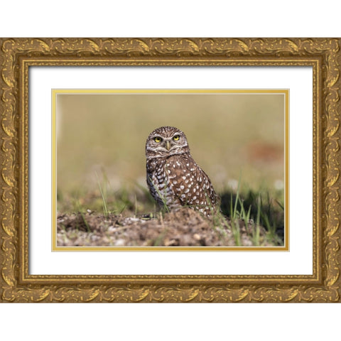 Burrowing owl-Cape Coral-Florida Gold Ornate Wood Framed Art Print with Double Matting by Jones, Adam