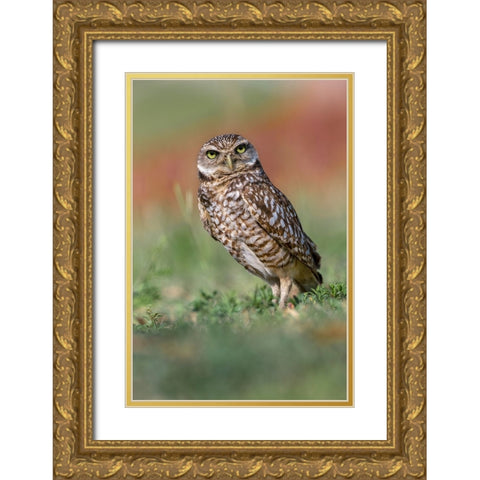 Burrowing owl-Cape Coral-Florida Gold Ornate Wood Framed Art Print with Double Matting by Jones, Adam