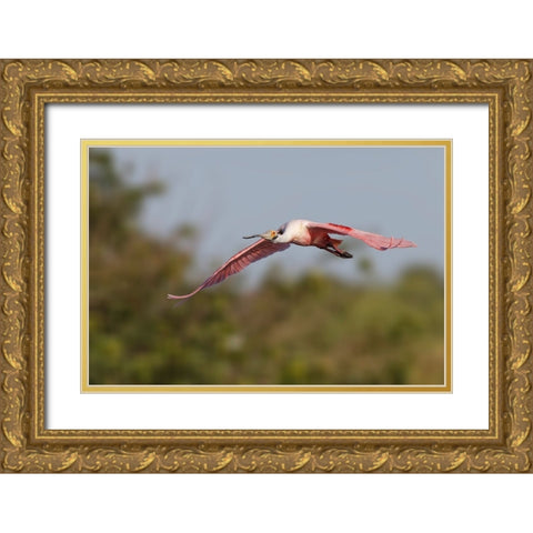 Roseate spoonbill flying-Stick Marsh-Florida Gold Ornate Wood Framed Art Print with Double Matting by Jones, Adam