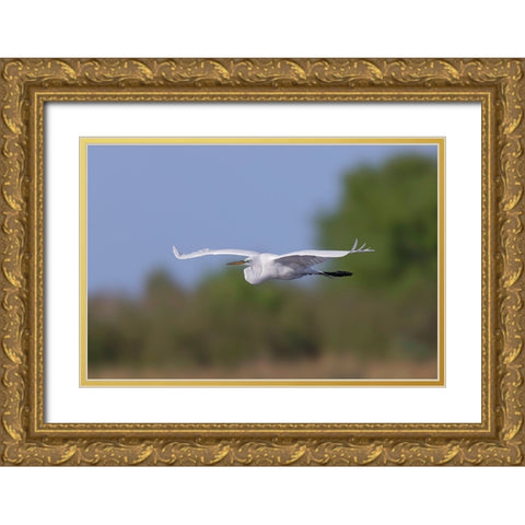 Great Egret flying Stick Marsh-Florida Gold Ornate Wood Framed Art Print with Double Matting by Jones, Adam