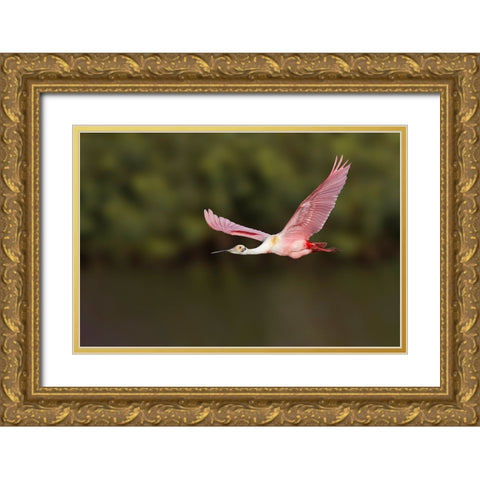 Roseate spoonbill flying-Stick Marsh-Florida Gold Ornate Wood Framed Art Print with Double Matting by Jones, Adam