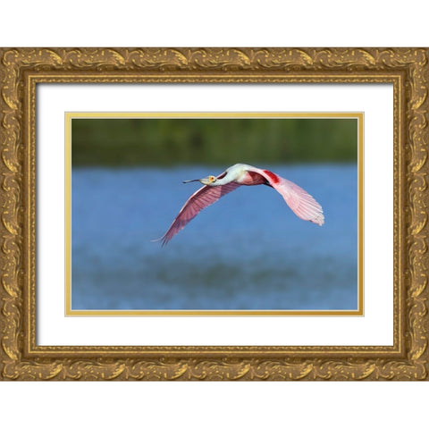 Roseate spoonbill flying-Stick Marsh-Florida Gold Ornate Wood Framed Art Print with Double Matting by Jones, Adam