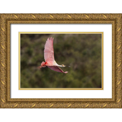 Roseate spoonbill flying-Stick Marsh-Florida Gold Ornate Wood Framed Art Print with Double Matting by Jones, Adam