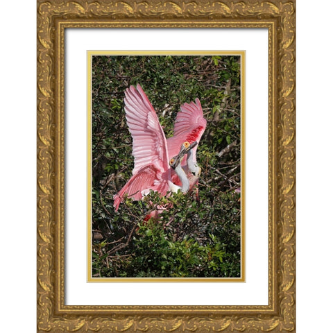 Roseate spoonbills fighting over nesting territory in rookery-Stick Marsh-Florida Gold Ornate Wood Framed Art Print with Double Matting by Jones, Adam