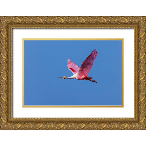 Roseate spoonbill flying-Stick Marsh-Florida Gold Ornate Wood Framed Art Print with Double Matting by Jones, Adam