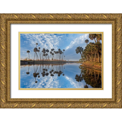 Sable palms reflected on the Econlockhatchee River Gold Ornate Wood Framed Art Print with Double Matting by Jones, Adam