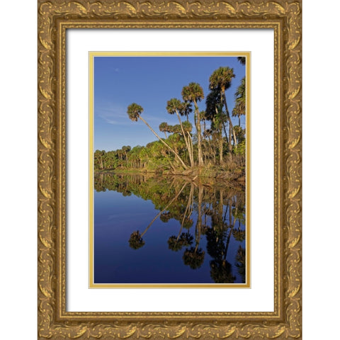 Sable palms reflected on the Econlockhatchee River Gold Ornate Wood Framed Art Print with Double Matting by Jones, Adam