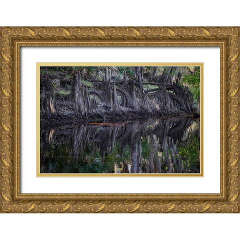 Cypress knees along-Econlockhatchee River-a blackwater tributary of the St Johns River Gold Ornate Wood Framed Art Print with Double Matting by Jones, Adam