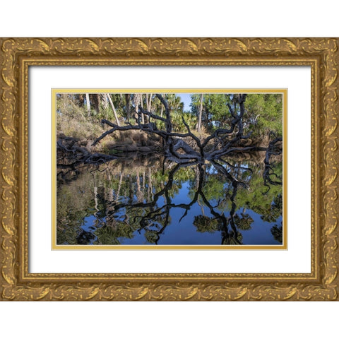 Fallen tree reflected on the Econlockhatchee River-a blackwater tributary of the St Johns River Gold Ornate Wood Framed Art Print with Double Matting by Jones, Adam