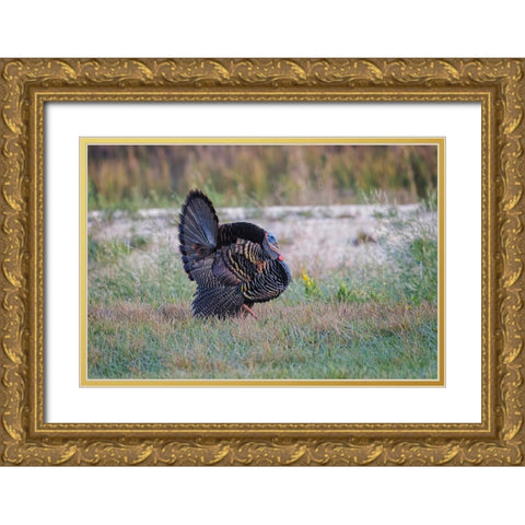 Osceola turkey-near Stick Marsh-Florida Gold Ornate Wood Framed Art Print with Double Matting by Jones, Adam