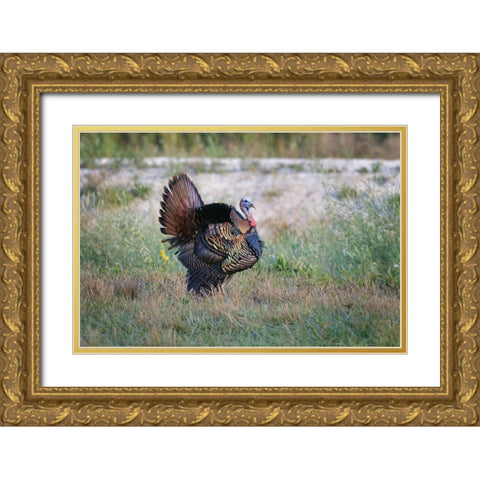 Osceola turkey-near Stick Marsh-Florida Gold Ornate Wood Framed Art Print with Double Matting by Jones, Adam