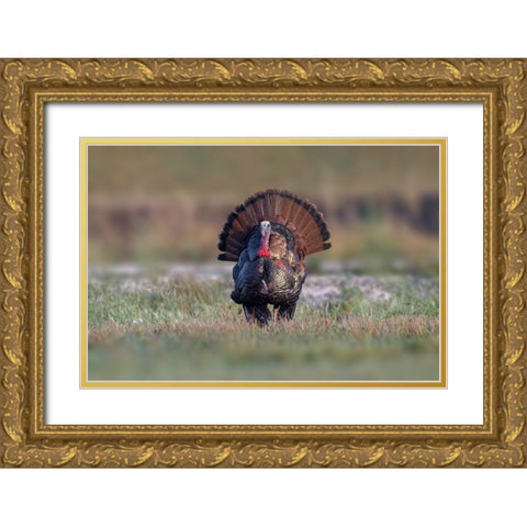 Osceola turkey-near Stick Marsh-Florida Gold Ornate Wood Framed Art Print with Double Matting by Jones, Adam