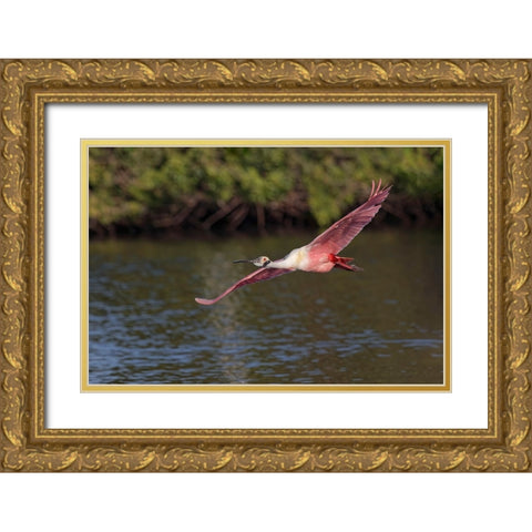 Roseate spoonbill flying-Stick Marsh-Florida Gold Ornate Wood Framed Art Print with Double Matting by Jones, Adam