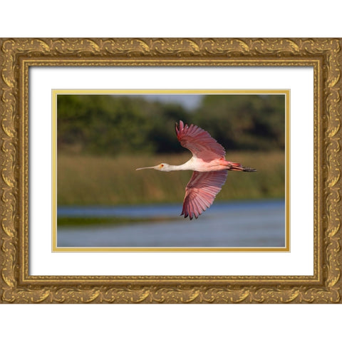 Roseate spoonbill flying-Stick Marsh-Florida Gold Ornate Wood Framed Art Print with Double Matting by Jones, Adam