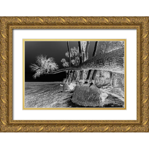 Sable palm tree along shoreline of Harney Lake at sunset-Florida Gold Ornate Wood Framed Art Print with Double Matting by Jones, Adam