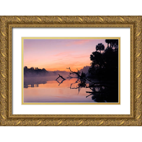Predawn view of mist and fallen trees reflecting on blackwater area of St Johns River Gold Ornate Wood Framed Art Print with Double Matting by Jones, Adam
