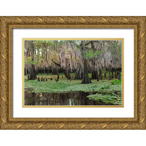 Early spring view of cypress trees reflecting on blackwater area of St Johns River-central Florida Gold Ornate Wood Framed Art Print with Double Matting by Jones, Adam