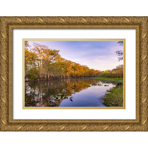 Early spring view of cypress trees reflecting on blackwater area of St Johns River-central Florida Gold Ornate Wood Framed Art Print with Double Matting by Jones, Adam