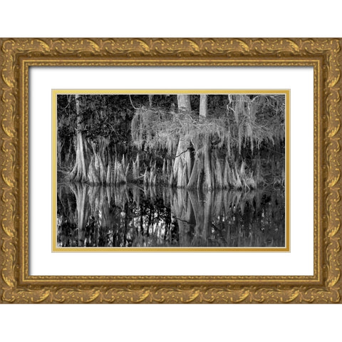 Early spring view of cypress trees reflecting on blackwater area of St Johns River-central Florida Gold Ornate Wood Framed Art Print with Double Matting by Jones, Adam
