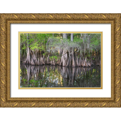 Early spring view of cypress trees reflecting on blackwater area of St Johns River-central Florida Gold Ornate Wood Framed Art Print with Double Matting by Jones, Adam