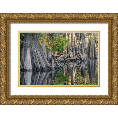 Early spring view of cypress trees reflecting on blackwater area of St Johns River-central Florida Gold Ornate Wood Framed Art Print with Double Matting by Jones, Adam