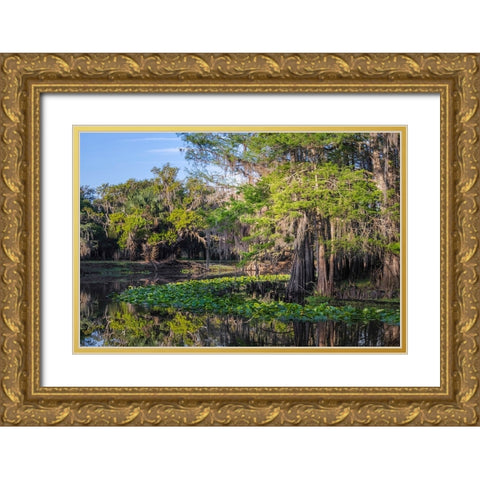 Early spring view of cypress trees reflecting on blackwater area of St Johns River-central Florida Gold Ornate Wood Framed Art Print with Double Matting by Jones, Adam