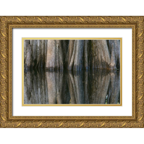 Pattern of cypress trees reflecting on blackwater area of St Johns River-central Florida Gold Ornate Wood Framed Art Print with Double Matting by Jones, Adam