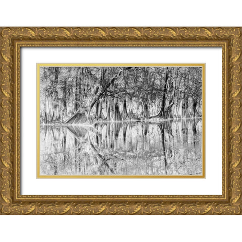Early spring view of cypress trees reflecting on blackwater area of St Johns River-central Florida Gold Ornate Wood Framed Art Print with Double Matting by Jones, Adam
