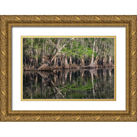 Early spring view of cypress trees reflecting on blackwater area of St Johns River-central Florida Gold Ornate Wood Framed Art Print with Double Matting by Jones, Adam