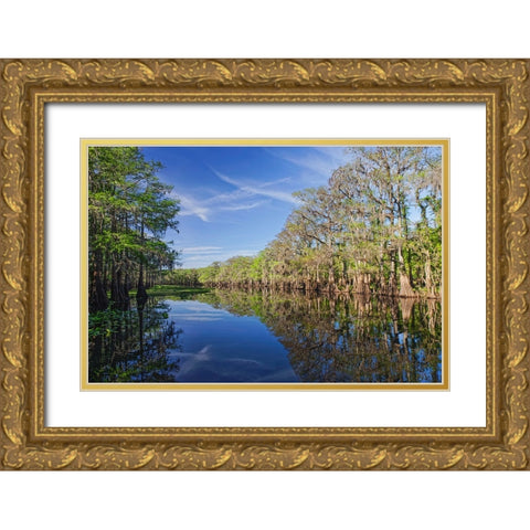 Early spring view of cypress trees reflecting on blackwater area of St Johns River-central Florida Gold Ornate Wood Framed Art Print with Double Matting by Jones, Adam