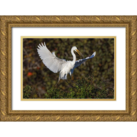 Great egret landing at nest site Venice rookery-Venice-Florida Gold Ornate Wood Framed Art Print with Double Matting by Jones, Adam