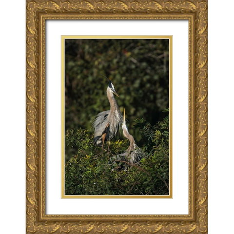 Blue Heron nest-Venice-Florida Gold Ornate Wood Framed Art Print with Double Matting by Jones, Adam