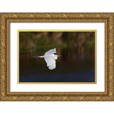 Great egret flying Venice rookery-Venice-Florida Gold Ornate Wood Framed Art Print with Double Matting by Jones, Adam
