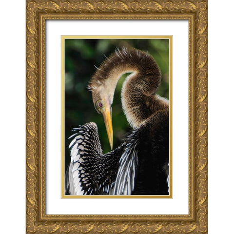 Anhinga preening Florida Gold Ornate Wood Framed Art Print with Double Matting by Jones, Adam