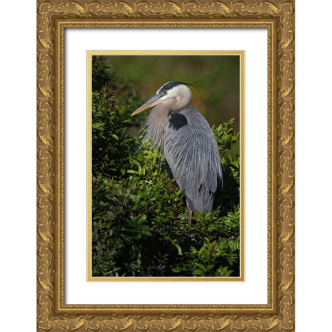 Great blue heron-Venice rookery-Venice-Florida Gold Ornate Wood Framed Art Print with Double Matting by Jones, Adam