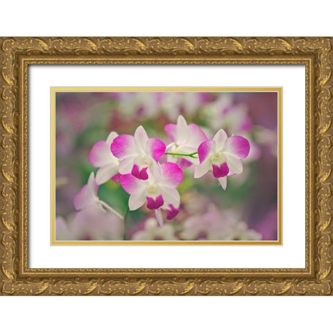 Hybrid Orchids Selby Gardens-Sarasota-Florida Gold Ornate Wood Framed Art Print with Double Matting by Jones, Adam