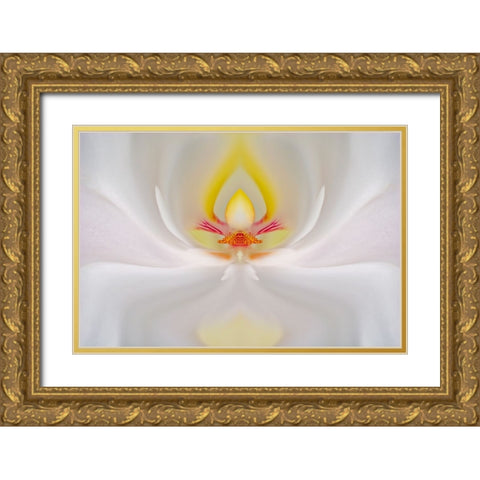 Abstract Hybrid Orchid Selby Gardens-Sarasota-Florida Gold Ornate Wood Framed Art Print with Double Matting by Jones, Adam