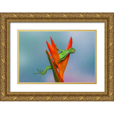Juvenile Iguana lounging in red bromeliad-Florida Gold Ornate Wood Framed Art Print with Double Matting by Jones, Adam