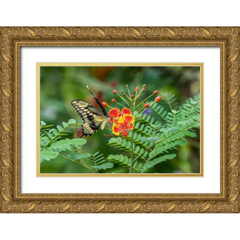 Eastern tiger swallowtail-Florida Gold Ornate Wood Framed Art Print with Double Matting by Jones, Adam