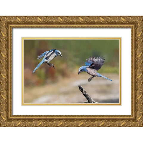 Florida scrub jay-Merritt Island National Wildlife Refuge-Florida Gold Ornate Wood Framed Art Print with Double Matting by Jones, Adam