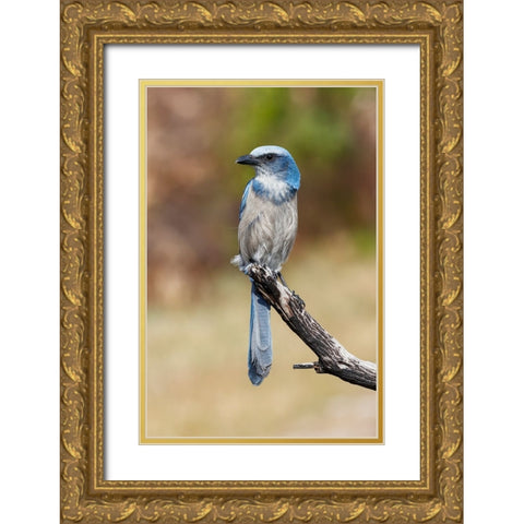 Florida scrub jay-Merritt Island National Wildlife Refuge-Florida Gold Ornate Wood Framed Art Print with Double Matting by Jones, Adam
