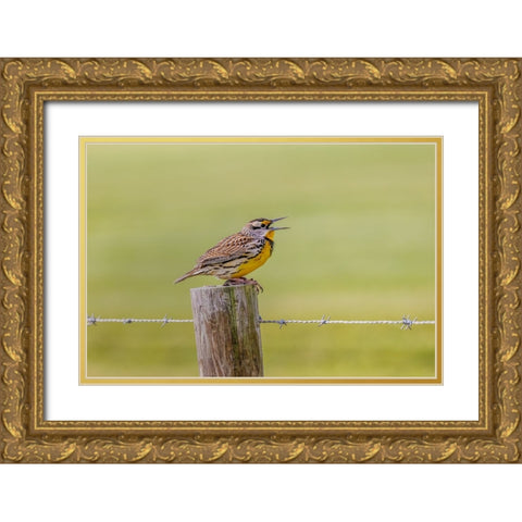 Eastern meadowlark on fence post-Florida Gold Ornate Wood Framed Art Print with Double Matting by Jones, Adam