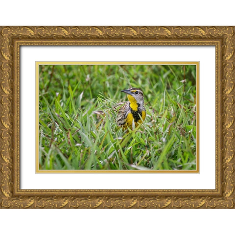 Eastern meadowlark on the ground in grass-Florida Gold Ornate Wood Framed Art Print with Double Matting by Jones, Adam