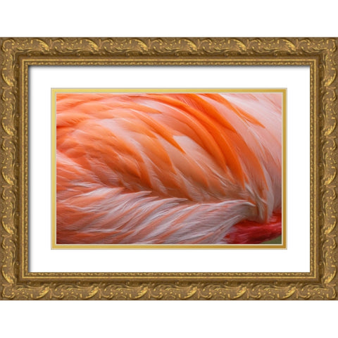 Pink feather pattern on back of flamingo-Florida Gold Ornate Wood Framed Art Print with Double Matting by Jones, Adam