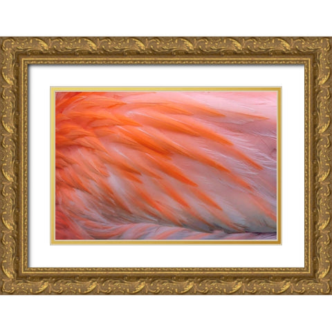 Pink feather pattern on back of flamingo-Florida Gold Ornate Wood Framed Art Print with Double Matting by Jones, Adam