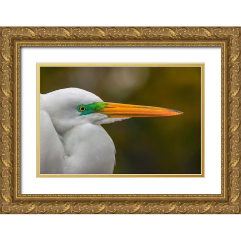 Male Great egret in breeding plumage-Merritt Island National Wildlife Refuge-Florida Gold Ornate Wood Framed Art Print with Double Matting by Jones, Adam