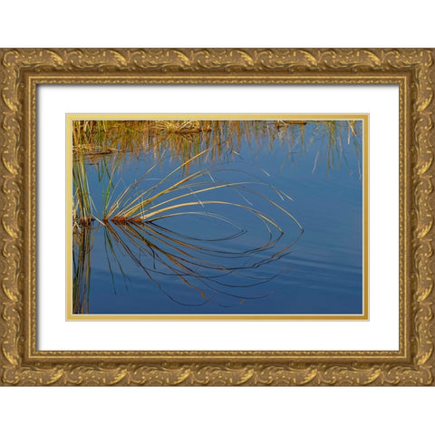 Golden reeds reflecting on still water-Lake Apopka Wildlife Drive-Apopka-Florida Gold Ornate Wood Framed Art Print with Double Matting by Jones, Adam