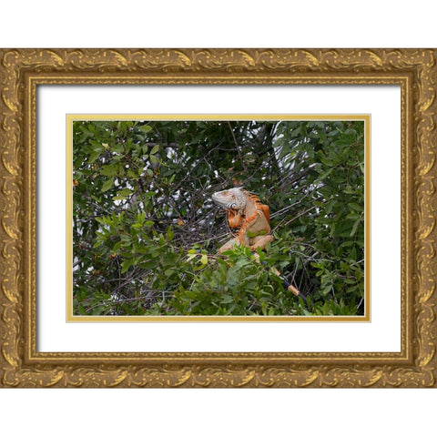 Large Green iguana-an invasive species in Florida Gold Ornate Wood Framed Art Print with Double Matting by Jones, Adam